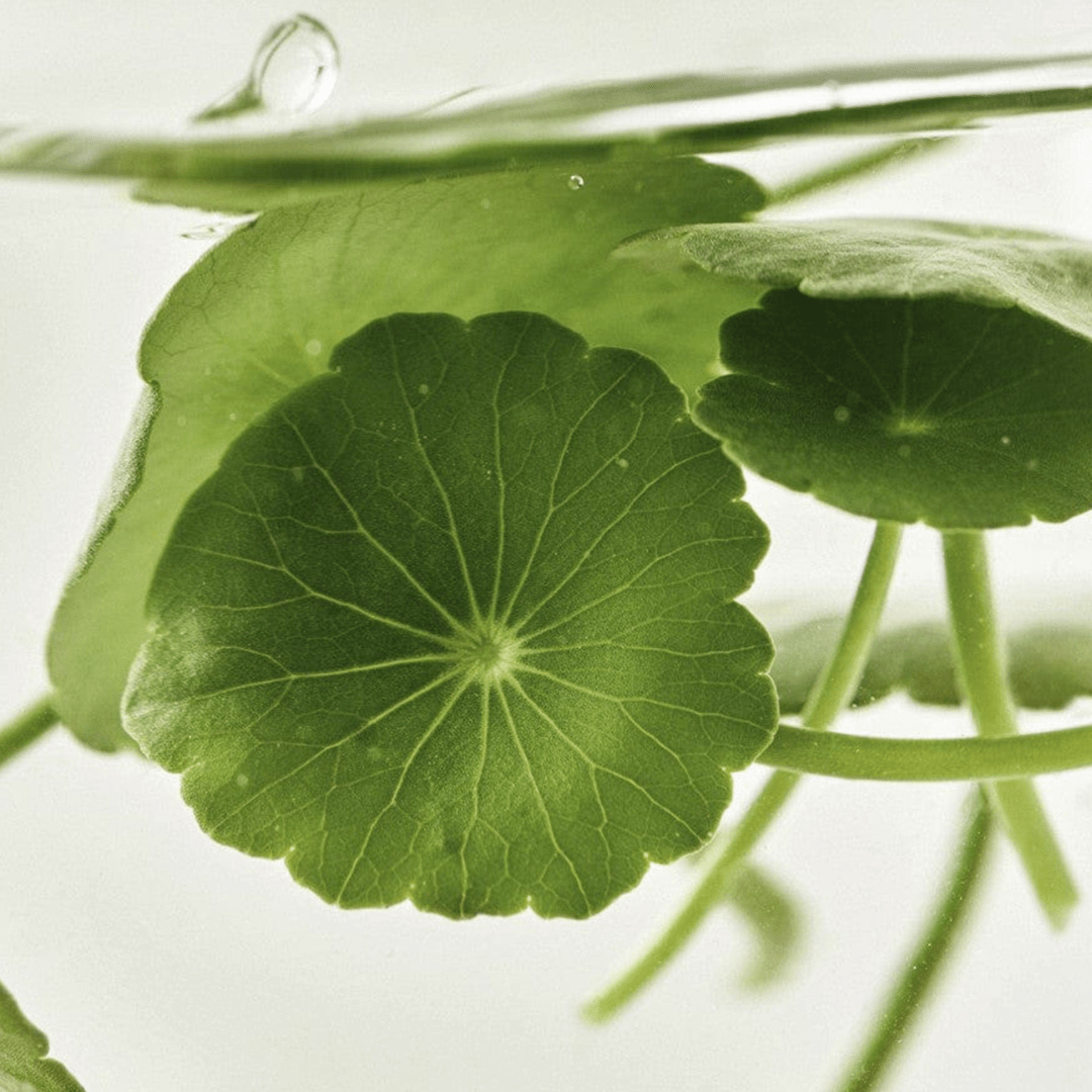 Beauty Of Joseon Light On Serum: Centella+ Vitamin C
